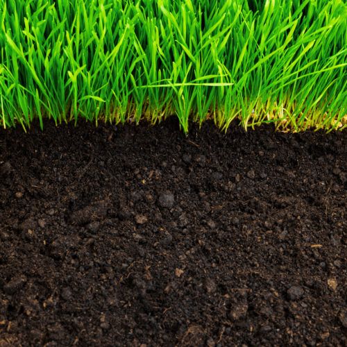 healthy grass and soil