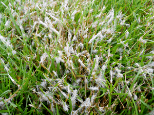 white-foliar-mycelium-spot-fungus-in-tall_fescue