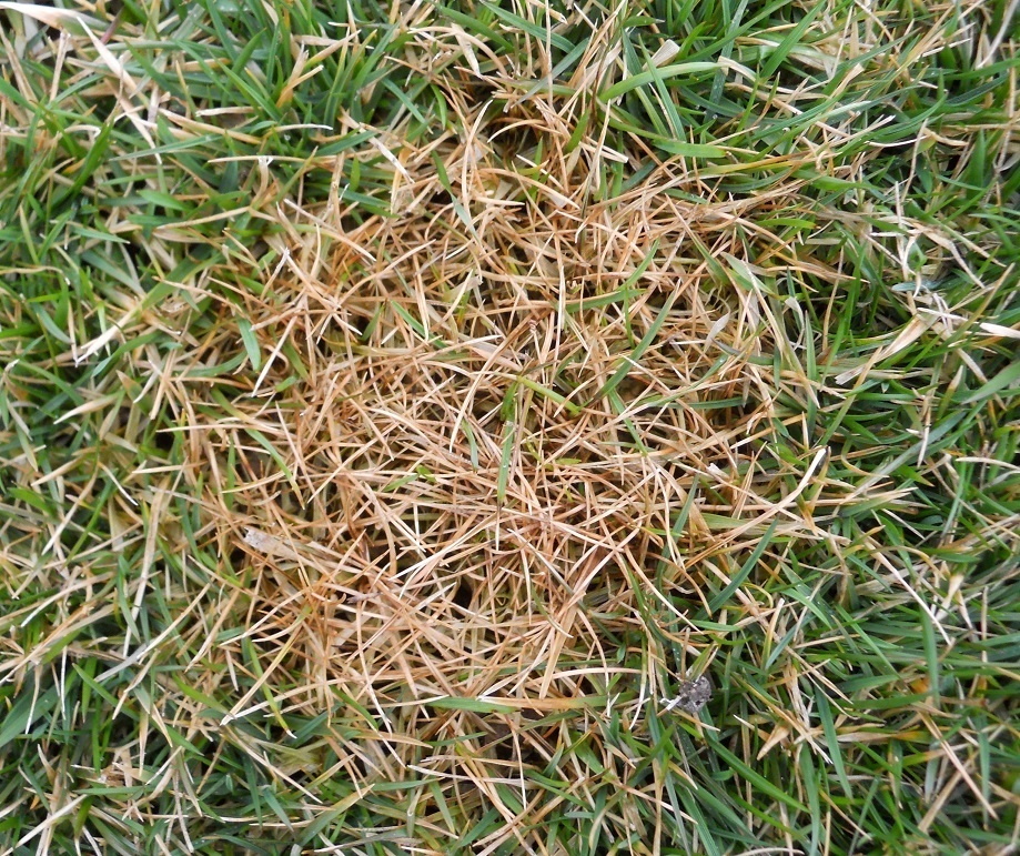 Pink Snow Mold Found On Two Of Our Lawns - Lawns Unlimited