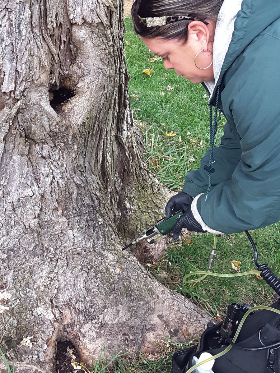 Tree Injections - Wood Bores Treatment
