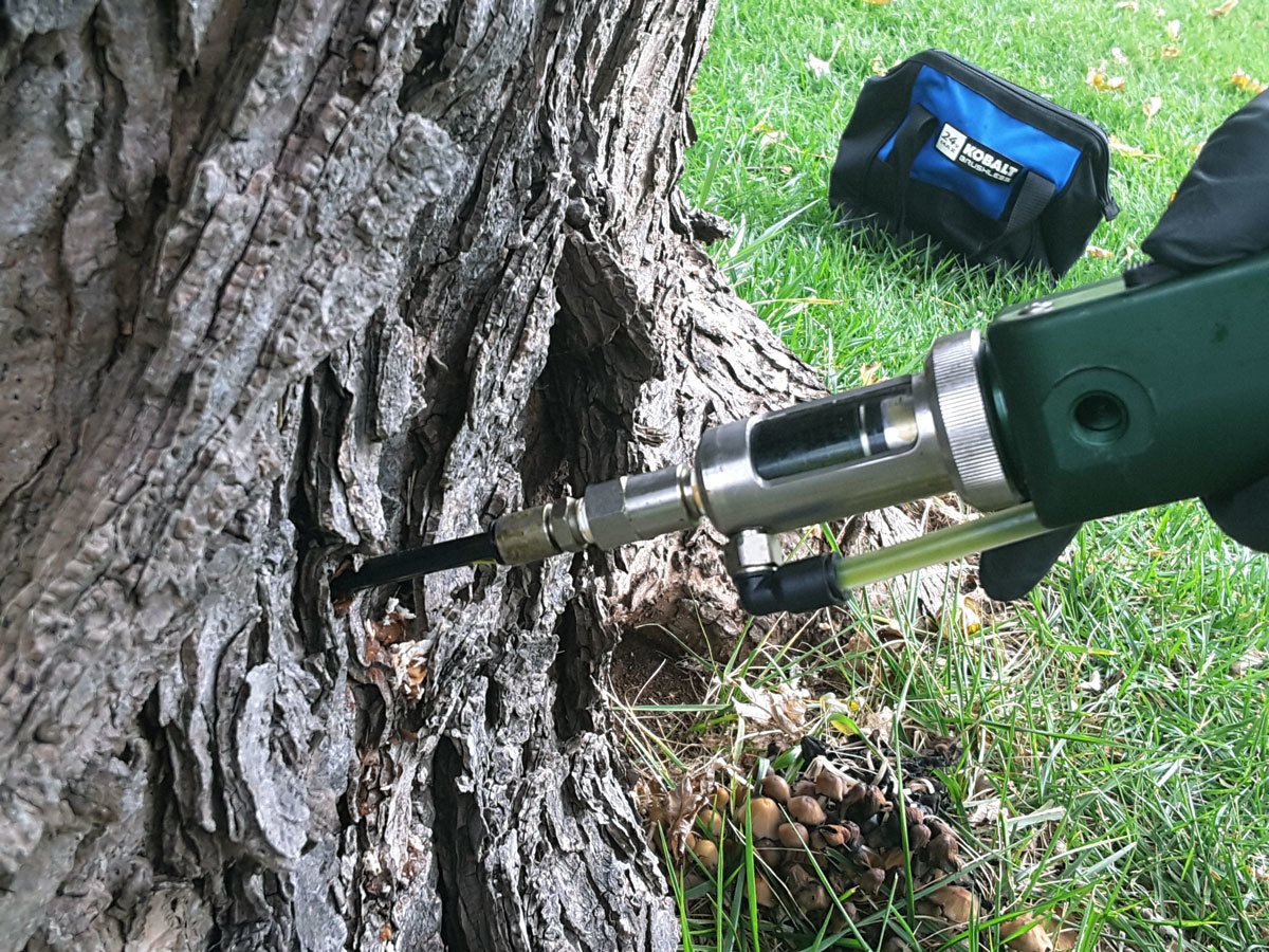 Tree Injections - Wood Bores Treatment
